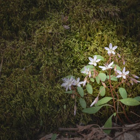 Cluster of white with pink stripes, Spring Beauty wildflowers growing near moss covered rock in a woodland.
