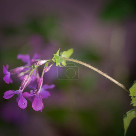 Winzige, violette Blütenknospen der zweijährigen Silberdollar-Pflanze Lunaria
