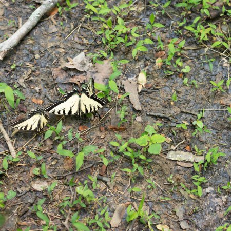 Eastern tiger swallowtail butterflies on the ground in the sunlight.