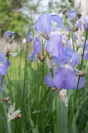 Light, purple bearded iris blooms.