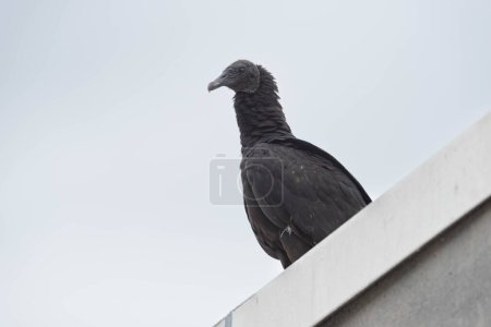 Vautour noir, Coragyps atratus, également connu sous le nom de vautour noir.