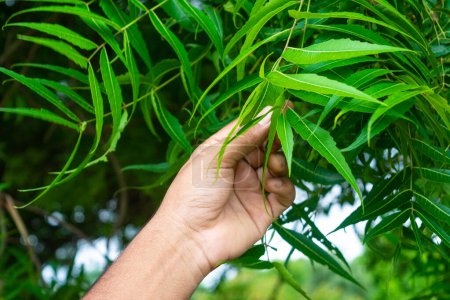Téléchargez les photos : Main tenant des feuilles de neem. Médecine naturelle. - en image libre de droit