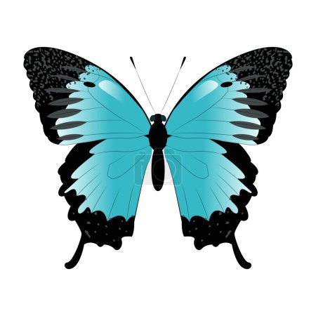 Illustration for Vectot butterfly papilio ulysses. Buttrerfly and insept on white background. Blue butterfly. - Royalty Free Image