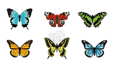 Set von vektorfarbenen Schmetterlingen. Schmetterlinge Insekten auf weißem Hintergrund