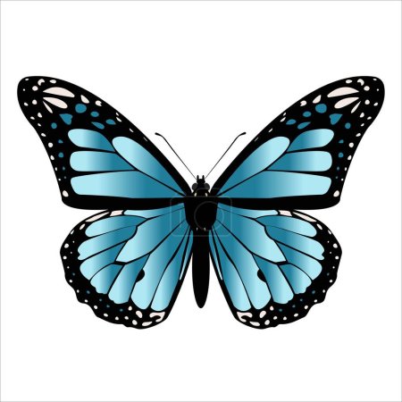 Vector mariposa monarca azul. Mariposa e insecto. 