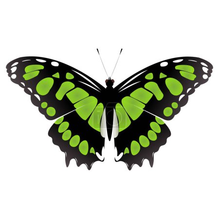 Illustration for Vector butterfly siproeta stelenes. Malachite release butterflies. - Royalty Free Image
