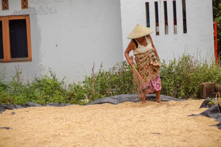 Photo for Asian old woman is drying the harvested rice seeds in the hot sun - Royalty Free Image