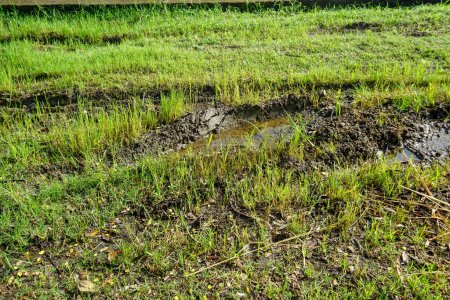 Matschiges feuchtes Land mit wildem Gras überwuchert