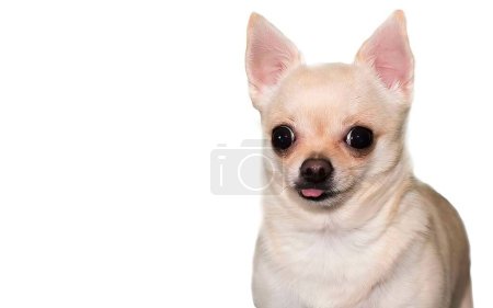 Foto de Lindo chihuahua dorado mostrando la lengua. Perro dorado chihuahua. Chihuahua mascota aislada sobre fondo blanco. - Imagen libre de derechos