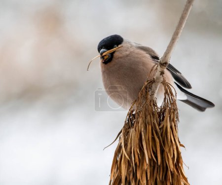Foto de El pinzón euroasiático (Pyrrhula pyrrhula) está comiendo semillas de fresno. - Imagen libre de derechos