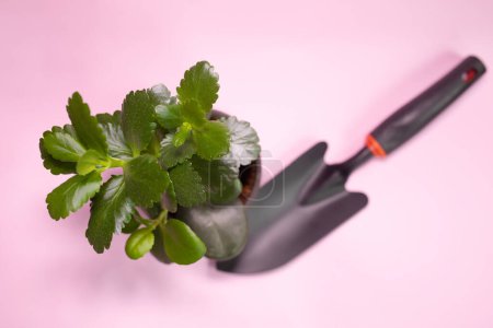 Foto de Eco-friendly organic peat pot with plant with spade on pink background. Concept of gardening, planting. Copy space. - Imagen libre de derechos