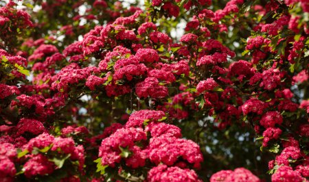 Foto de Increíbles flores de espino en el parque. Árbol de espino de flor carmesí doble. - Imagen libre de derechos