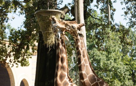 Téléchargez les photos : Belles girafes dans le zoo - en image libre de droit