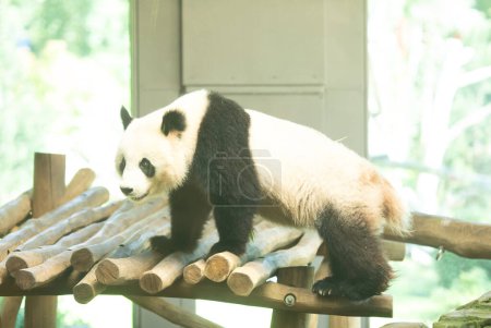 Téléchargez les photos : Adorable panda dans le zoo - en image libre de droit