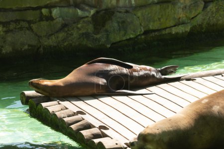 Téléchargez les photos : Otaries se reposant près de l'eau dans le zoo - en image libre de droit