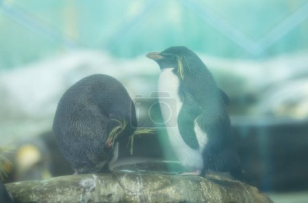 Téléchargez les photos : Mignons pingouins dans le zoo - en image libre de droit