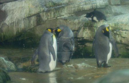 Foto de Pingüinos lindos en el zoológico - Imagen libre de derechos