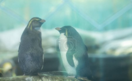 Téléchargez les photos : Mignons pingouins dans le zoo - en image libre de droit