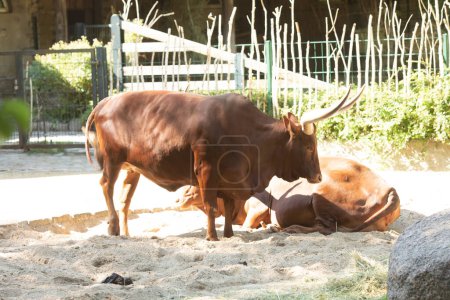 Téléchargez les photos : Gros taureau brun dans le zoo - en image libre de droit