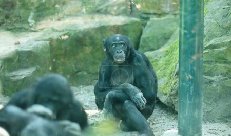 Téléchargez les photos : Mignons singes dans le zoo - en image libre de droit