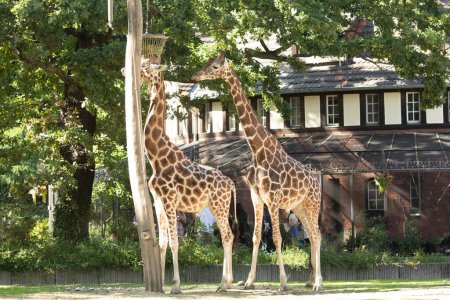 Téléchargez les photos : Belles girafes dans le zoo - en image libre de droit
