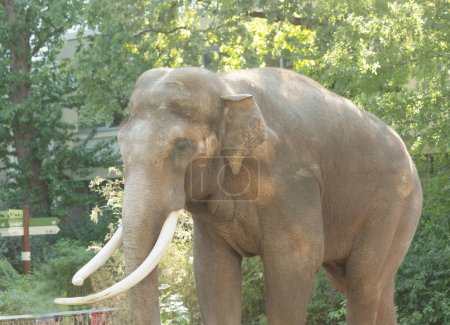 Téléchargez les photos : Belle vue sur un éléphant adulte marchant dans le zoo. - en image libre de droit