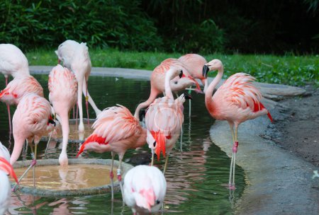 Photo for American flamingos or Caribbean flamingos. Big birds relaxing enjoying the summertime. - Royalty Free Image