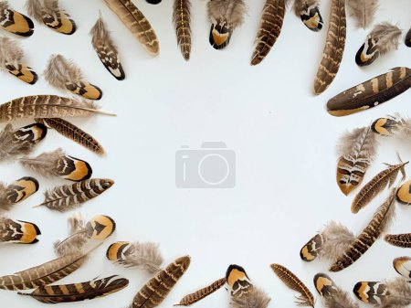 Photo for Copy space different pheasant feathers composition on white background, natural bird ornament close-up, exotic animal pattern - Royalty Free Image
