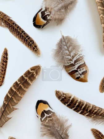 Photo for Different pheasant feathers composition on white background, natural bird ornament close-up, exotic animal pattern - Royalty Free Image