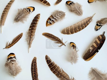 Photo for Different pheasant feathers composition on white background, natural bird ornament close-up, exotic animal pattern - Royalty Free Image