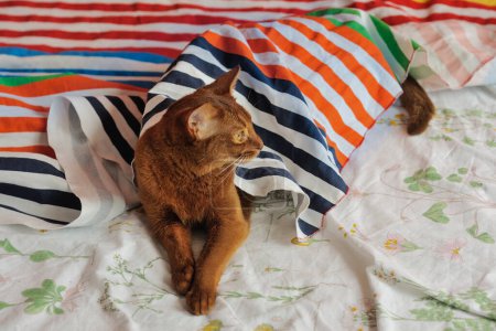 Photo for Purebred abyssinian cat lying on couch, indoor - Royalty Free Image
