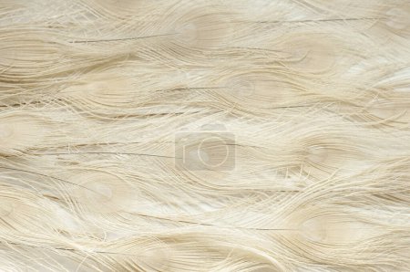 Photo for Peacock beige feathers background on white, natural bird ornament close-up, exotic animal pattern wallpaper - Royalty Free Image