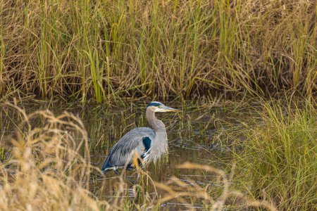 Gran Garza Azul. Este hermoso pájaro caza en el agua a lo largo de las orillas del río. Gran Garza Azul en el lago. Nadie, enfoque selectivo