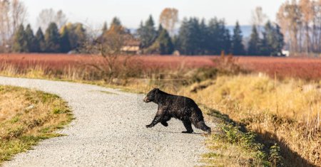 Photo for Bear in British Columbia Canada. Running bear on the park road in autumn sunny day. Wildlife photography, travel photo, nobody, selective focus, copy space for text - Royalty Free Image