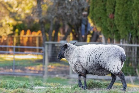 Téléchargez les photos : Mouton Suffolk femelle. Moutons dans un pâturage à la campagne. Suffolk moutons avec le visage noir et les jambes. Personne, ficus sélectif - en image libre de droit