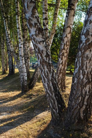 Téléchargez les photos : A trail between birch trees at forest or summer park. The rays of the sun filtering through the birch grove. Nobody, travel photo - en image libre de droit