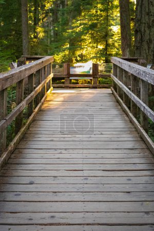 Téléchargez les photos : Eco path wooden walkway in the forest. Ecological trail path. Wooden path in the National park in Canada. Travel photo, selective focus, nobody - en image libre de droit