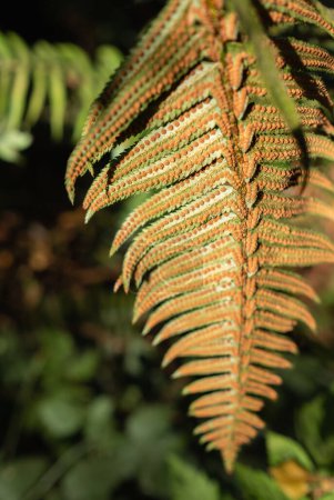 Photo for Western swordfern plant Polystichum munitum growing in the woods of Vancouver Island, British Columbia, Canada. Nobody, blurred, selective focus - Royalty Free Image