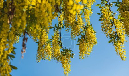 Photo for Branches with yellow flowers of Laburnum Anagyroides, Golden Chain or Golden Rain tree, against blue sky. Yellow bean tree in full bloom in a sunny spring garden, beautiful outdoor floral background - Royalty Free Image