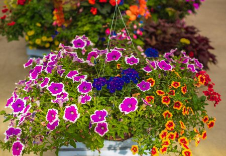 Téléchargez les photos : Paniers de fleurs de pétunia suspendues sur le balcon. Pétunia fleur plante ornementale. Pétunias violet et rose dans un panier suspendu. Pots de fleurs de calibrachoa lumineux suspendus sur un mur en bois - en image libre de droit