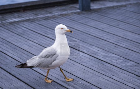 Sea gulls walk on the street in Vancouver BC. Standing sea gull on wooden pier. White birds seagulls walking by the beach. A seagull looking at the camera. Copyspace for text, nobody