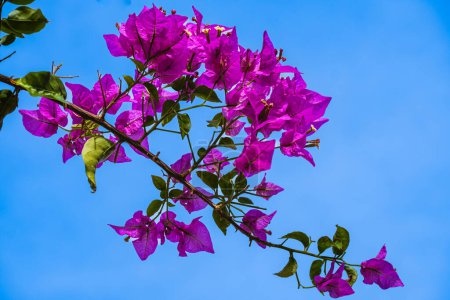 Bougainvillea Blume, Paperflower, Rosa Bougainvillea Blume an einem sonnigen Tag im Garten. Blühende Bougainvillea als Hintergrund. Floraler Hintergrund. Veilchen-Bougainvilleen blühen