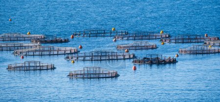 Photo for View of sea fish farm cages and fishing nets, farming dorado, sea bream and sea bass, process of feeding the fish a forage. Ionian sea, Greece. Commercial breeding of fish, - Royalty Free Image