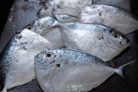 Foto de Pez luna fresco en el mercado de pescado. Razor moonfish, Mene maculata. Enfoque selectivo, nadie - Imagen libre de derechos