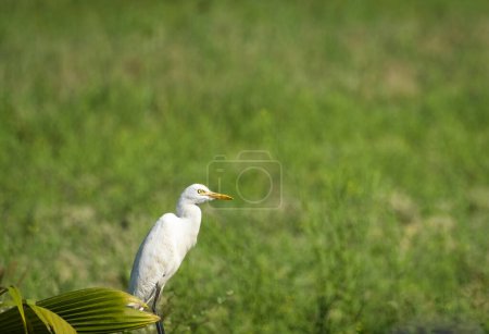 Téléchargez les photos : Petite aigrette blanche debout dans le champ vert. Goa, en Inde. Petite aigrette blanche assise sur fond d'herbe verte. Voyage photo, personne, mise au point sélective - en image libre de droit