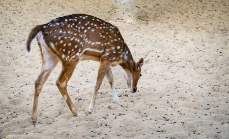 The chital or cheetal also known as the spotted deer, chital deer and axis deer, is a deer species native to the Indian subcontinent. female sika deer