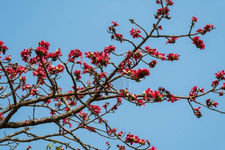 Semul- oder Seidenbaumwollbaum Bombax ceiba blüht in voller Blüte im indischen Maharashtra. Semulbaum mit schönen roten Blüten.