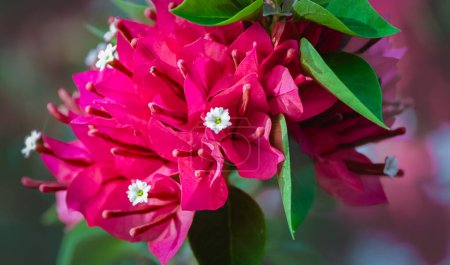 Bougainvillea Blume, Papierblume, rosa Bougainvillea Blume an einem sonnigen Tag im Garten. Blühende Bougainvillea als Hintergrund. Floraler Hintergrund. Veilchen-Bougainvilleen blühen