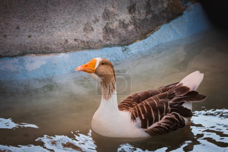 Photo for Close up of a Scania goose swimming in a pond, greylag goose, Anser anser, with orange beak. Copy space - Royalty Free Image