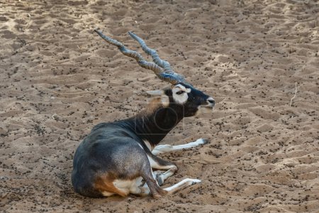 Indian Black Buck Antelope Antelope cervicapra L El Blackbuck también conocido como el antílope indio. Ciervo antílope negro sentado.